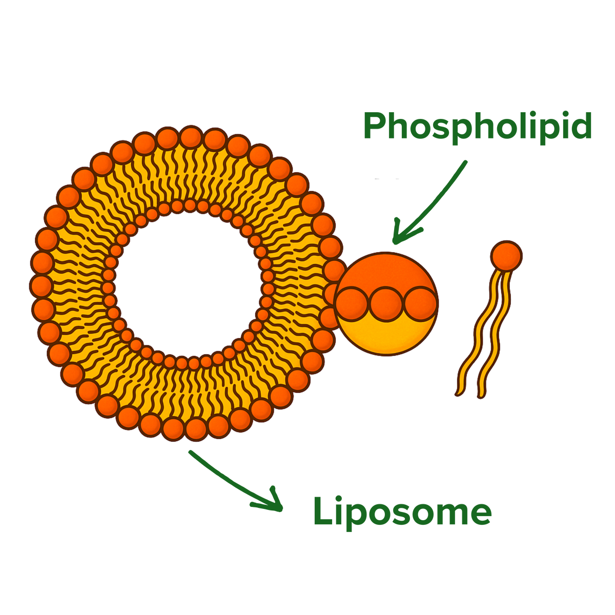 Liposomes Science Liposomal Technology – Odeza LifeScience